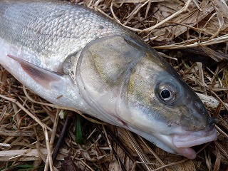 マルタウグイ。低水温下でもコイ科の魚はいち早く行動を開始するグループですよね。