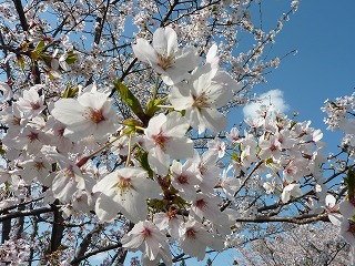 桜、花旅。そんな魚たちとの出会いの季節も間もなく…。