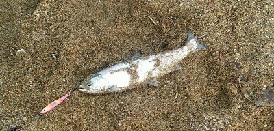 FUMI'S BLOG » ブルーオリオン30gでの道南、海サクラ釣果情報